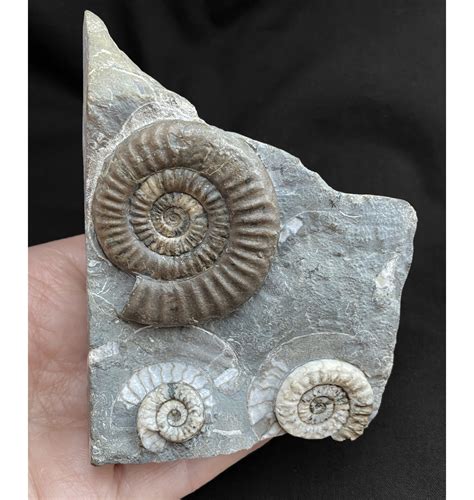 ammonite fossil for sale uk